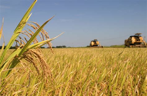 Maiores Produtores De Arroz Do Rio Grande Do Sul Na Safra 2021 22