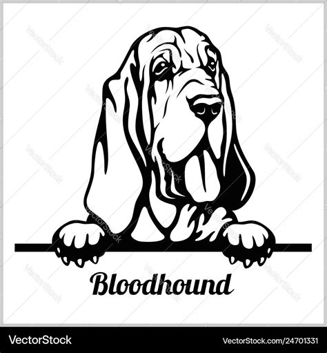 Bloodhound Peeking Dogs Breed Face Head Vector Image