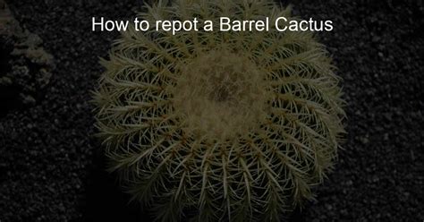 How To Repot A Barrel Cactus Cactus Path