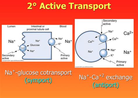 Chapter Fluid Electrolyte And Acid Base Balance Flashcards Quizlet