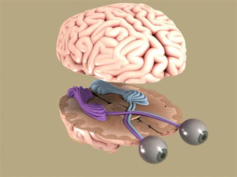 Eye Anatomy And Structure Muscles Nerves And Blood 47 OFF