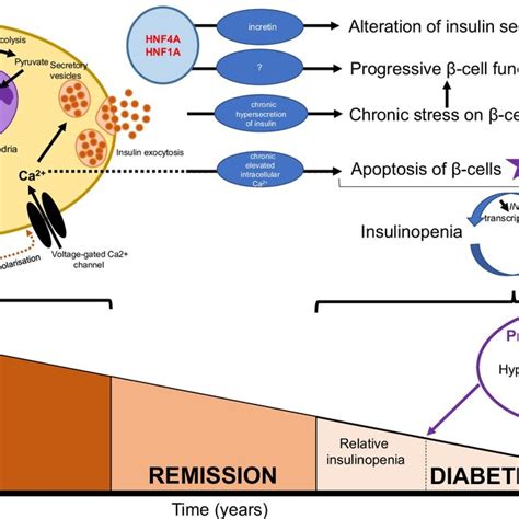 Schematic Representation Of Possible Mechanisms Of The Hyperinsulinemic