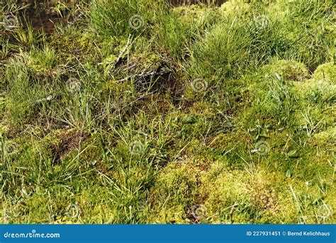 Swampy Landscape. View of the Marsh Land Stock Image - Image of leaves, fresh: 227931451