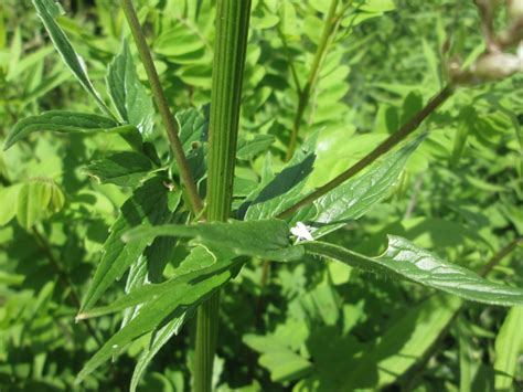 Kozłek lekarski Valeriana officinalis opis wygląd wymagania