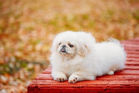 White Pekingese Pekinese Peke Whelp Puppy Dog Sitting On Wooden Bench