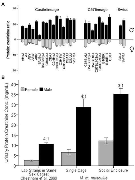 Frontiers Regulation Of Sexually Dimorphic Expression Of Major