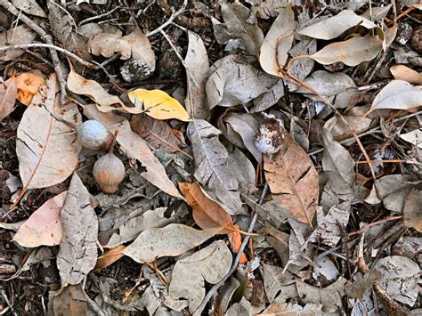 Exploring The Role Of Leaf Litter In Our Forests