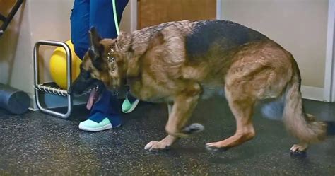 Canine Degenerative Myelopathy Addressing The Misconceptions Petmojo