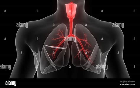 Poumons Fait Partie De L Anatomie Du Syst Me Respiratoire Humain D