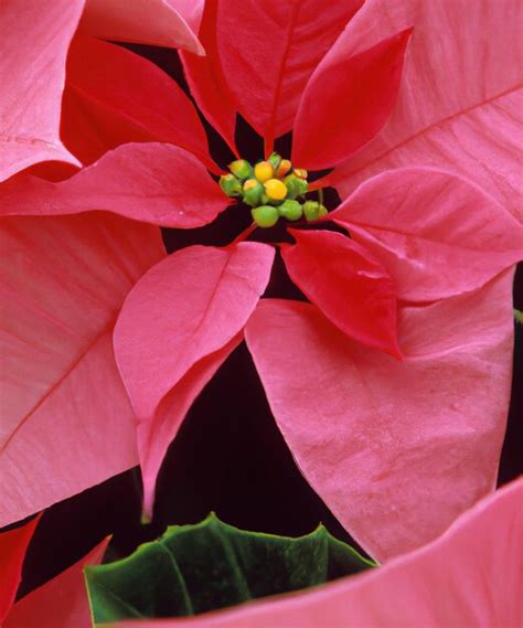 Primer plano de flor de nochebuena roja creada con tecnología