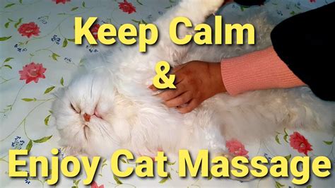 How To Give Your Cat A Massage Therapy Cat Needs Relaxation After Long Tired Day Persiancat