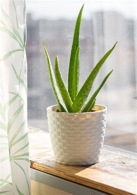 Plantas Que Absorben El Calor Y Refrescan La Casa