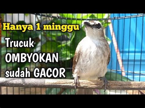 Cara Merawat Trucukan Ombyokan Agar Cepat Gacor Youtube