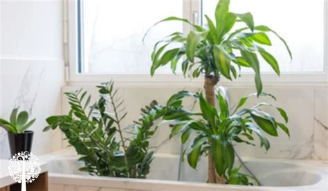 How To Water Your Plants While Youre Away Garden Culture Magazine