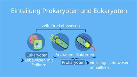 Prokaryoten und Eukaryoten im Vergleich Einfach erklärt mit Video