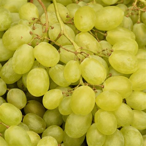 Symbolism of Grapes: Meaning & Significance in Different Cultures