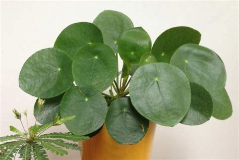 Pilea peperomioides Revista de Flores Plantas Jardinería