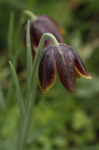 Fritillaria Davisii Turrill Flora Of Greece An Annotated Checklist