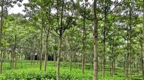 Agroforestry I: Principles and Practices | Datafloq