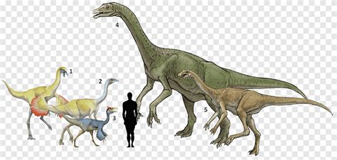 Ornithomimus Size