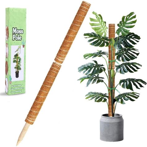 In Plant Stake Moss Sticks For Monstera Indoor Creeper Support