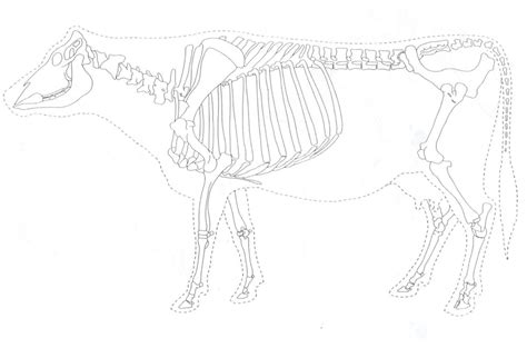 Cow Skeleton Diagram | Quizlet