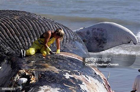 Whale Blubber Photos and Premium High Res Pictures - Getty Images