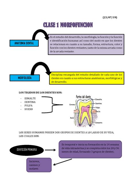 SOLUTION Introducci N Morfolog A Dental Studypool