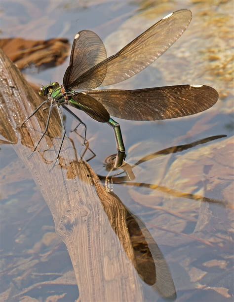 Jewelwing Laying Eggs Macro Close Up Critiques Nature Photographers