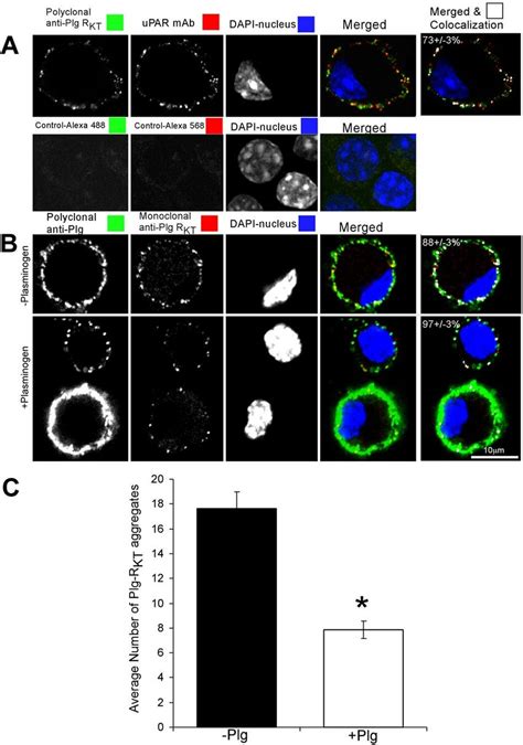 Plg Rkt Is Dispersed Over The Cell Surface And Colocalizes With Upar