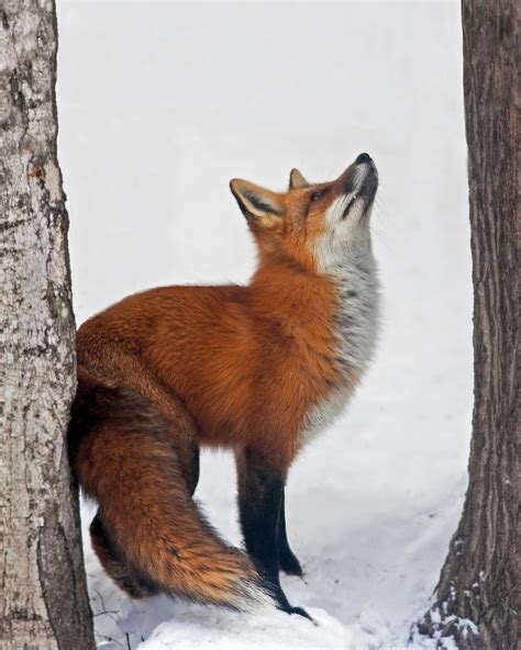 14+ Insanely Shocking Moments Of Wildlife In The Snow You Have To See - VIEWBUG.com