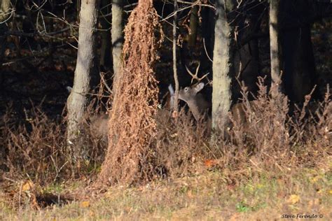 "Natural World" Through My Camera: The Whitetail Deer Mating Ritual...