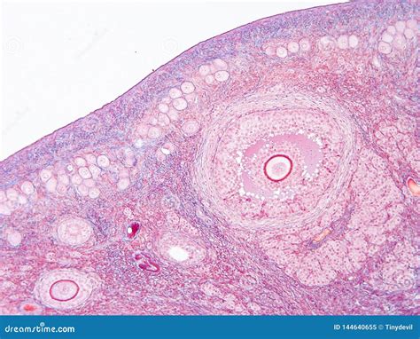 Histology Of Ovary Human Tissue Stock Image Image Of Microscopy