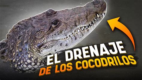 Instale El Drenaje De Los Cocodrilos Cuidados De Un Hurón Youtube