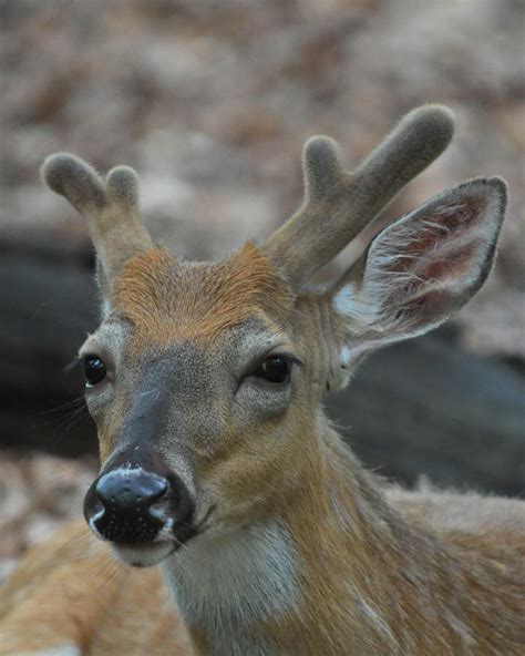 Antlers are growing