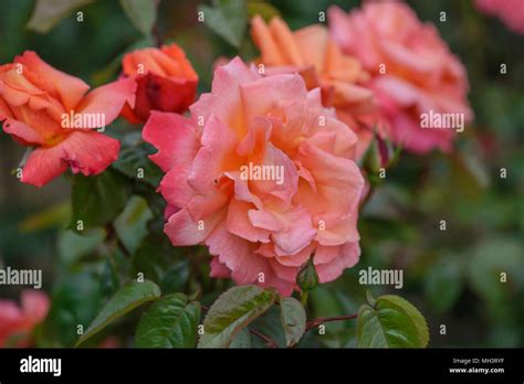 Rose Troika Hi Res Stock Photography And Images Alamy