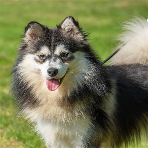 Max F3 - Happypomsky.com