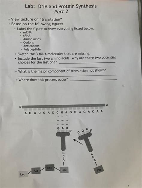 Solved Lab: DNA and Protein Synthesis Part 1 Based on the | Chegg.com 