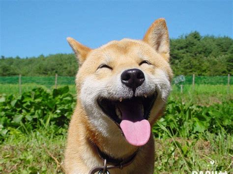 Happy Dog Wallpapers - Top Free Happy Dog Backgrounds - WallpaperAccess