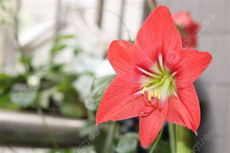 Background Foto Foto Close Up Bunga Hippeastrum Yang Cemerlang Zhu