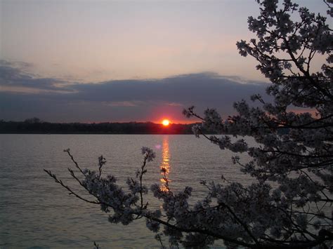 cherry blossom sunset by ireko on DeviantArt