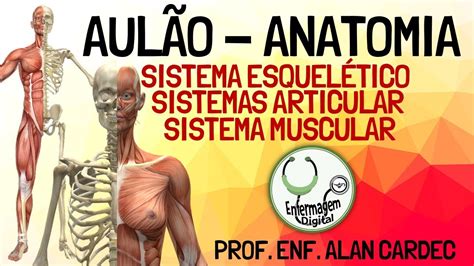 Sistema Esquel Tico Articular E Muscular Revis O Anatomia Humana