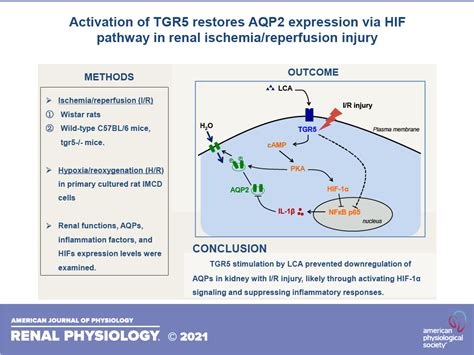 Activation Of TGR5 Restores AQP2 Expression Via The HIF Pathway In