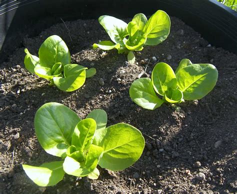 How To Grow Bibb Lettuce Eat Like No One Else