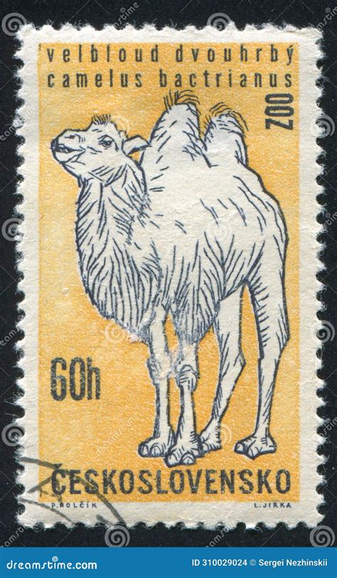 Camel Stock Photo Image Of Hump Nose Camel Envelope 310029024