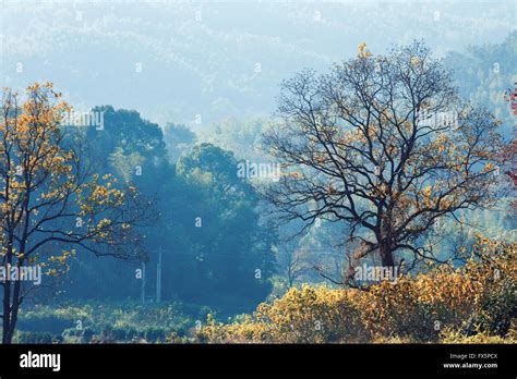 Beautiful scenery of forest Stock Photo - Alamy