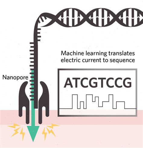 Infographic The Sequencing And Assembly Of The Human Genome TS