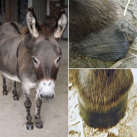 Hoof Fungus In Donkeys Artofit