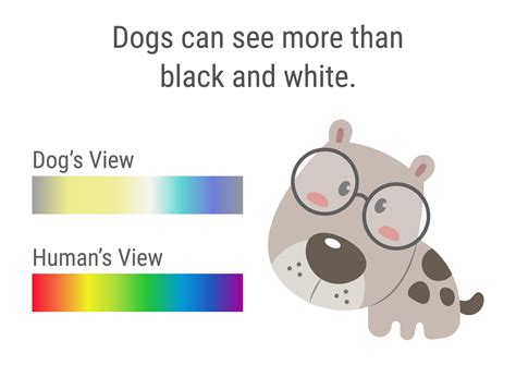 A Dogs Perspective What Colors Do Dogs See And Like Color Meanings