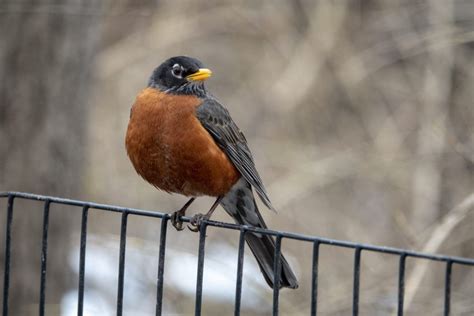 47 Common Backyard Birds North America